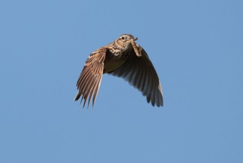 Eurasian Skylark Nabeta Reclaimed land Fri, 5/3/2024