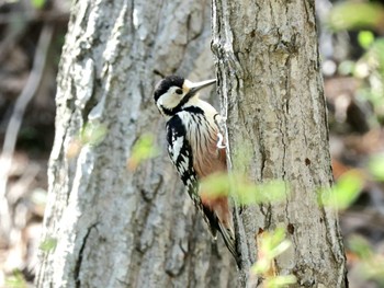 White-backed Woodpecker 平岡公園(札幌市) Fri, 5/3/2024