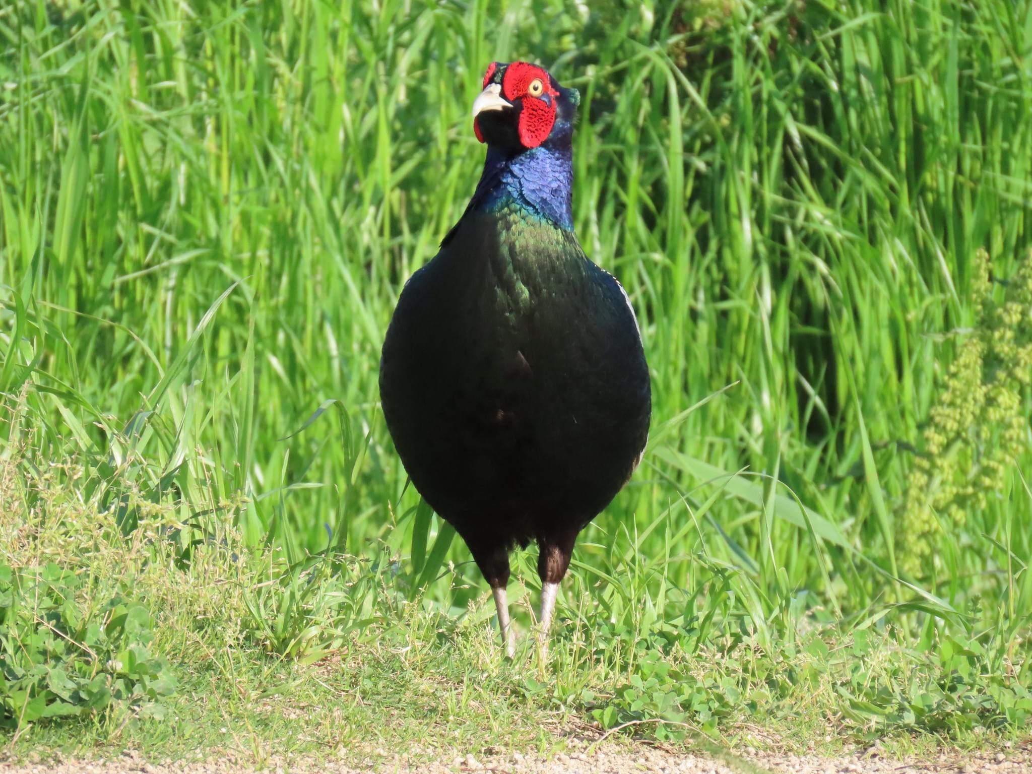 Photo of Green Pheasant at 淀川河川公園 by えりにゃん店長