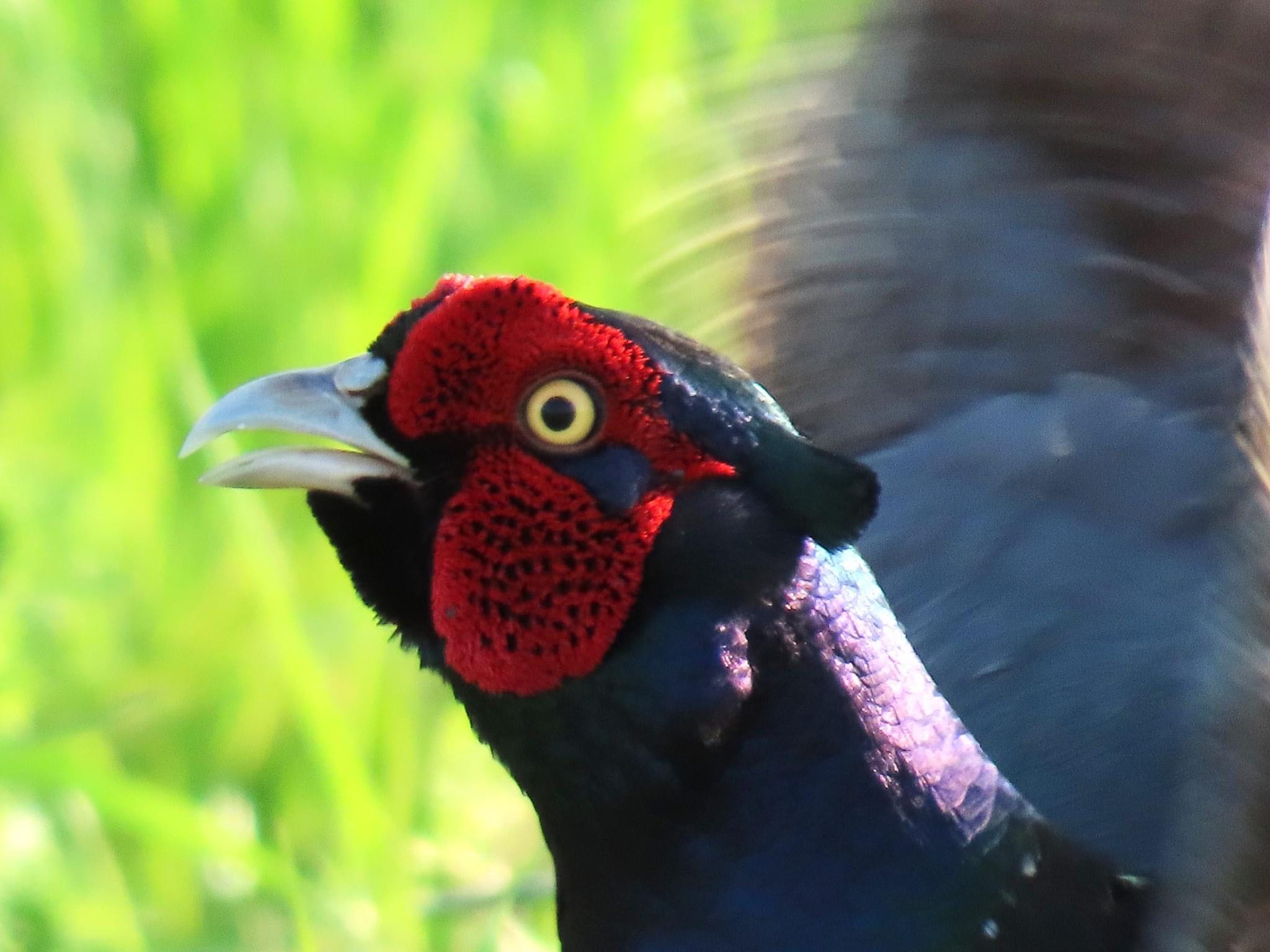 Photo of Green Pheasant at 淀川河川公園 by えりにゃん店長