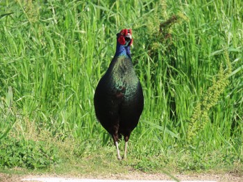 Green Pheasant 淀川河川公園 Fri, 5/3/2024