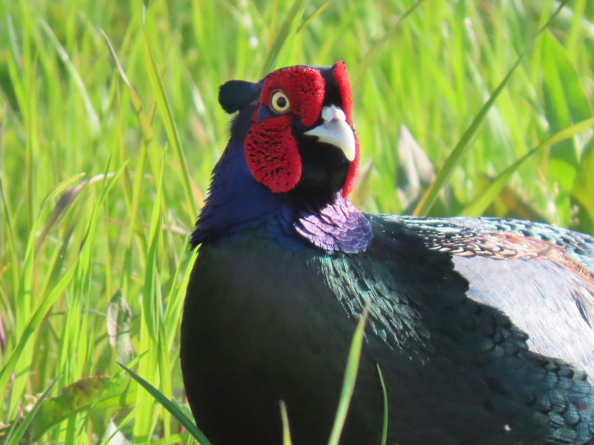 Photo of Green Pheasant at 淀川河川公園 by えりにゃん店長