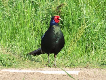 Green Pheasant 淀川河川公園 Fri, 5/3/2024