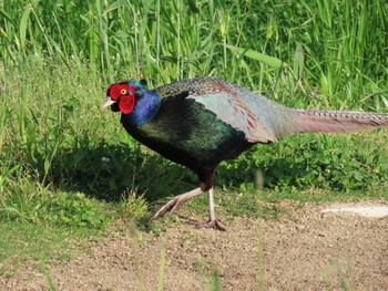 Green Pheasant 淀川河川公園 Fri, 5/3/2024