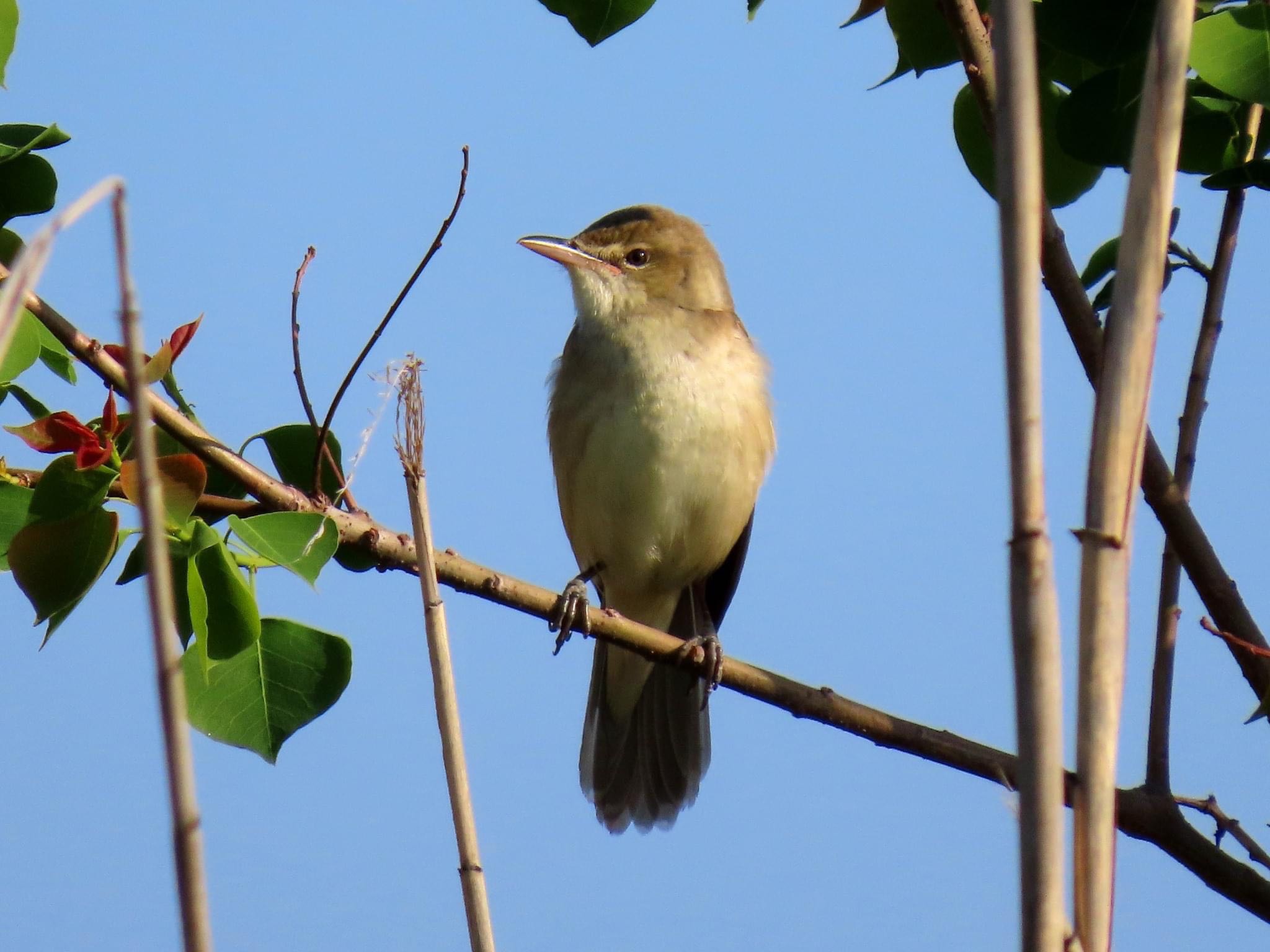 Photo of Oriental Reed Warbler at 淀川河川公園 by えりにゃん店長
