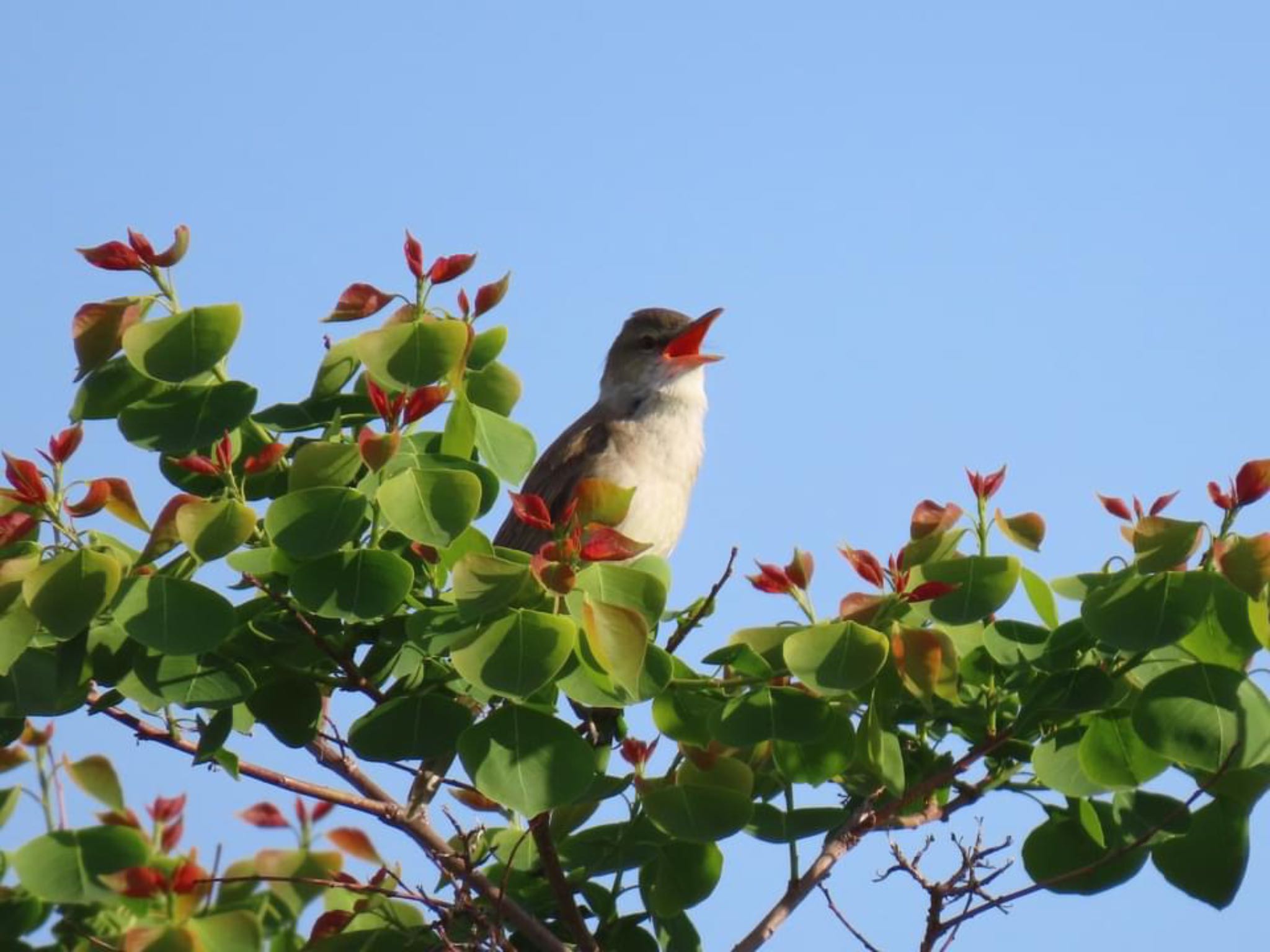 Photo of Oriental Reed Warbler at 淀川河川公園 by えりにゃん店長