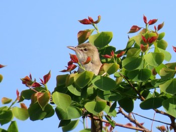 Oriental Reed Warbler 淀川河川公園 Fri, 5/3/2024