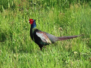 Green Pheasant 淀川河川公園 Fri, 5/3/2024