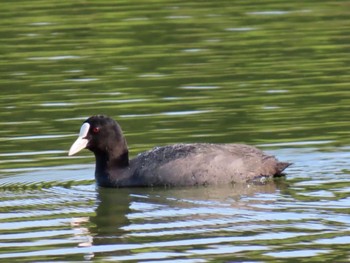 Eurasian Coot 淀川河川公園 Fri, 5/3/2024