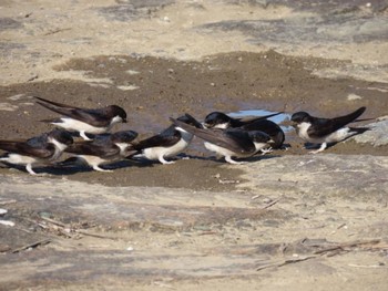 Asian House Martin 淀川河川公園 Fri, 5/3/2024