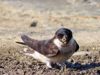 Asian House Martin 淀川河川公園 Fri, 5/3/2024