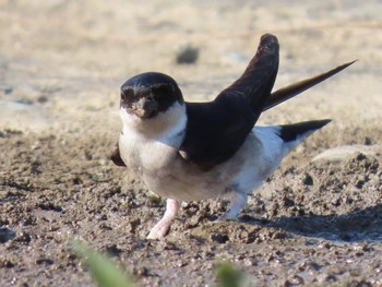 Asian House Martin 淀川河川公園 Fri, 5/3/2024