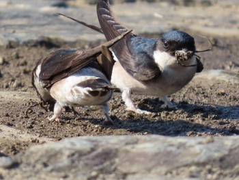 Asian House Martin 淀川河川公園 Fri, 5/3/2024