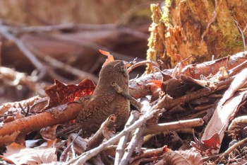 Eurasian Wren Karuizawa wild bird forest Fri, 4/19/2024