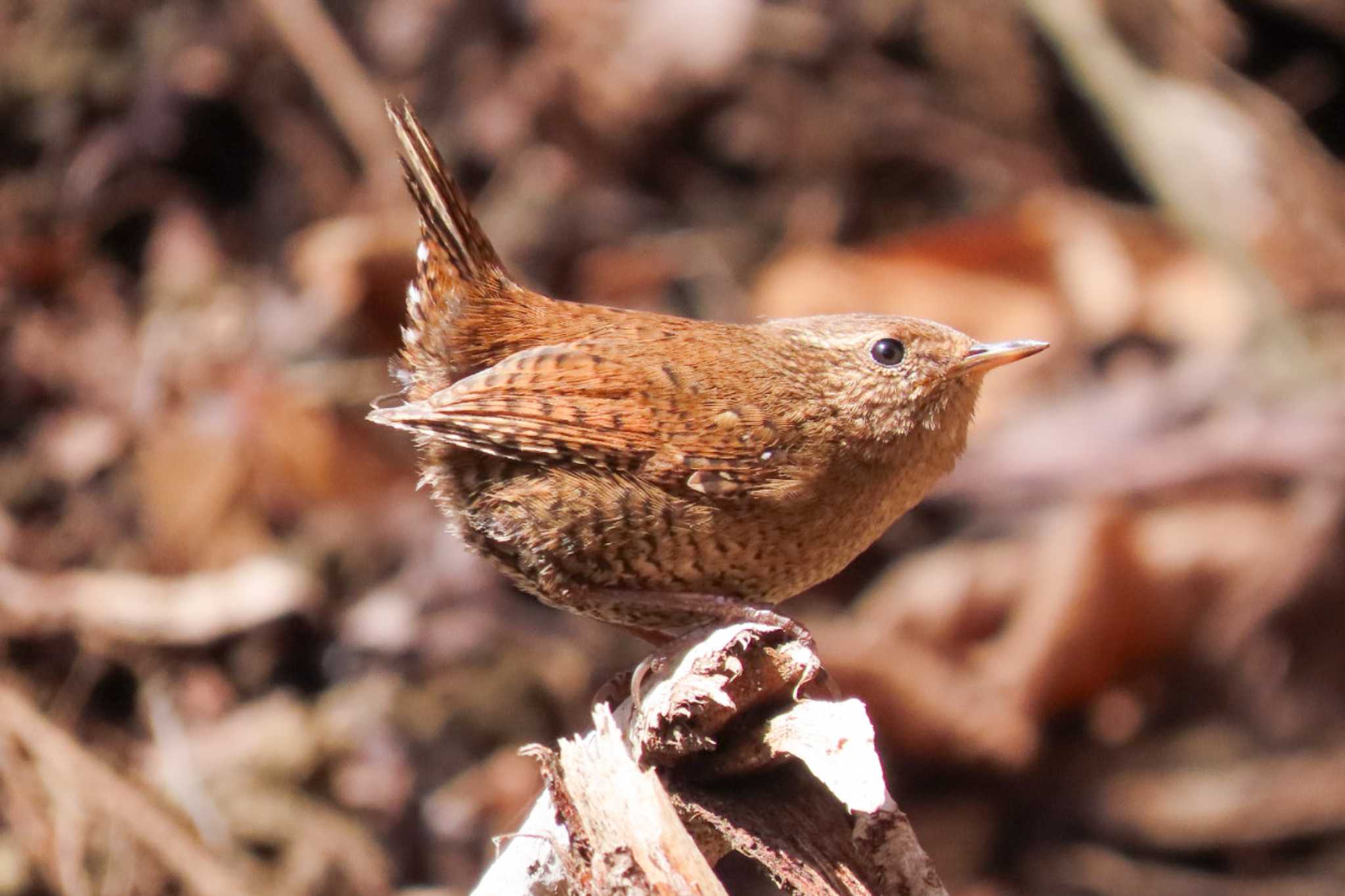 軽井沢野鳥の森 ミソサザイの写真 by 姉なめこ