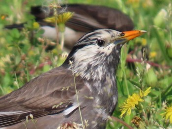 White-cheeked Starling 淀川河川公園 Fri, 5/3/2024