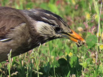 White-cheeked Starling 淀川河川公園 Fri, 5/3/2024