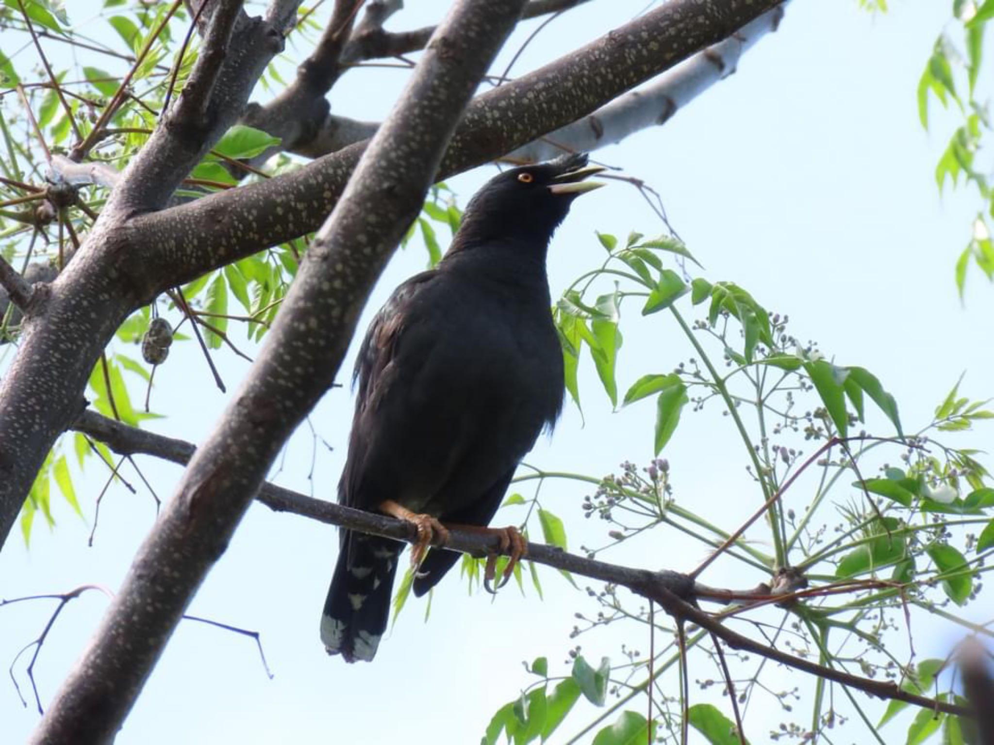 Photo of Crested Myna at 淀川河川公園 by えりにゃん店長