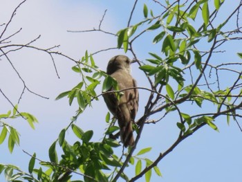 Oriental Reed Warbler 淀川河川公園 Fri, 5/3/2024