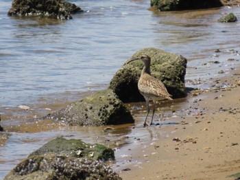 Eurasian Whimbrel 淀川河川公園 Fri, 5/3/2024