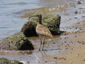 Eurasian Whimbrel 淀川河川公園 Fri, 5/3/2024