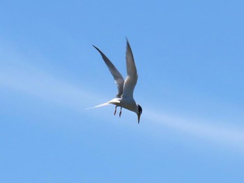 Little Tern 淀川河川公園 Fri, 5/3/2024