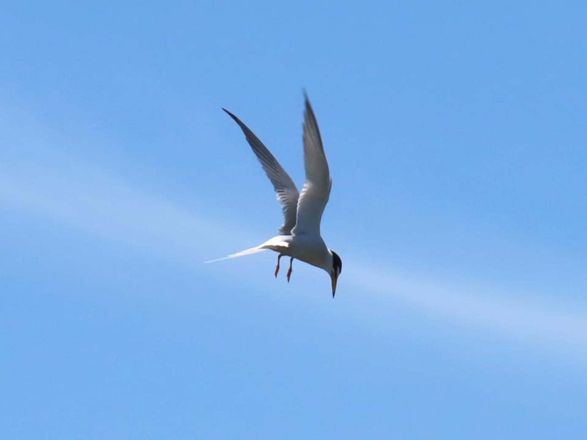 Photo of Little Tern at 淀川河川公園 by えりにゃん店長