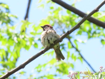 Eurasian Tree Sparrow 淀川河川公園 Fri, 5/3/2024