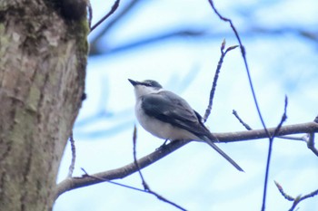 Ashy Minivet Karuizawa wild bird forest Fri, 4/19/2024