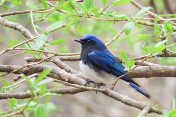 Blue-and-white Flycatcher Karuizawa wild bird forest Fri, 4/19/2024