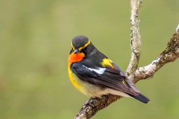 Narcissus Flycatcher Karuizawa wild bird forest Fri, 4/19/2024