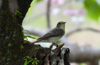 キビタキ 羽根谷だんだん公園 2024年4月26日(金)