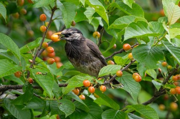 White-cheeked Starling 神奈川県 Mon, 4/29/2024