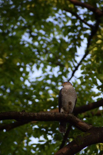 Japanese Sparrowhawk ＭＦ Fri, 5/3/2024