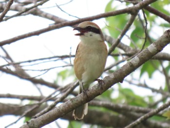 Bull-headed Shrike Kabukuri Pond Tue, 4/30/2024