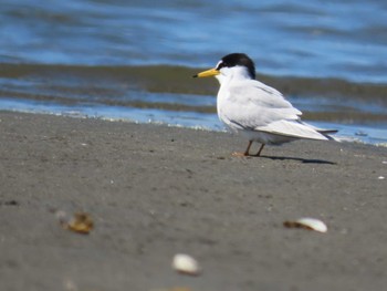 コアジサシ ふなばし三番瀬海浜公園 2024年5月3日(金)