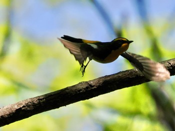 Narcissus Flycatcher Saitama Prefecture Forest Park Fri, 5/3/2024