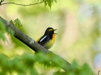 Narcissus Flycatcher Saitama Prefecture Forest Park Fri, 5/3/2024