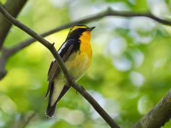 Narcissus Flycatcher Saitama Prefecture Forest Park Fri, 5/3/2024