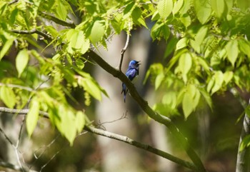 2024年5月3日(金) 大蔵高丸の野鳥観察記録