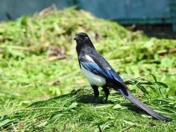 Eurasian Magpie 福津市 Fri, 5/3/2024