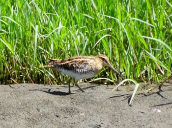 Common Snipe 平塚田んぼ Fri, 5/3/2024