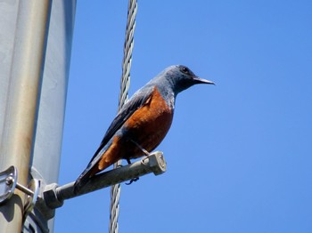 Blue Rock Thrush 平塚田んぼ Fri, 5/3/2024