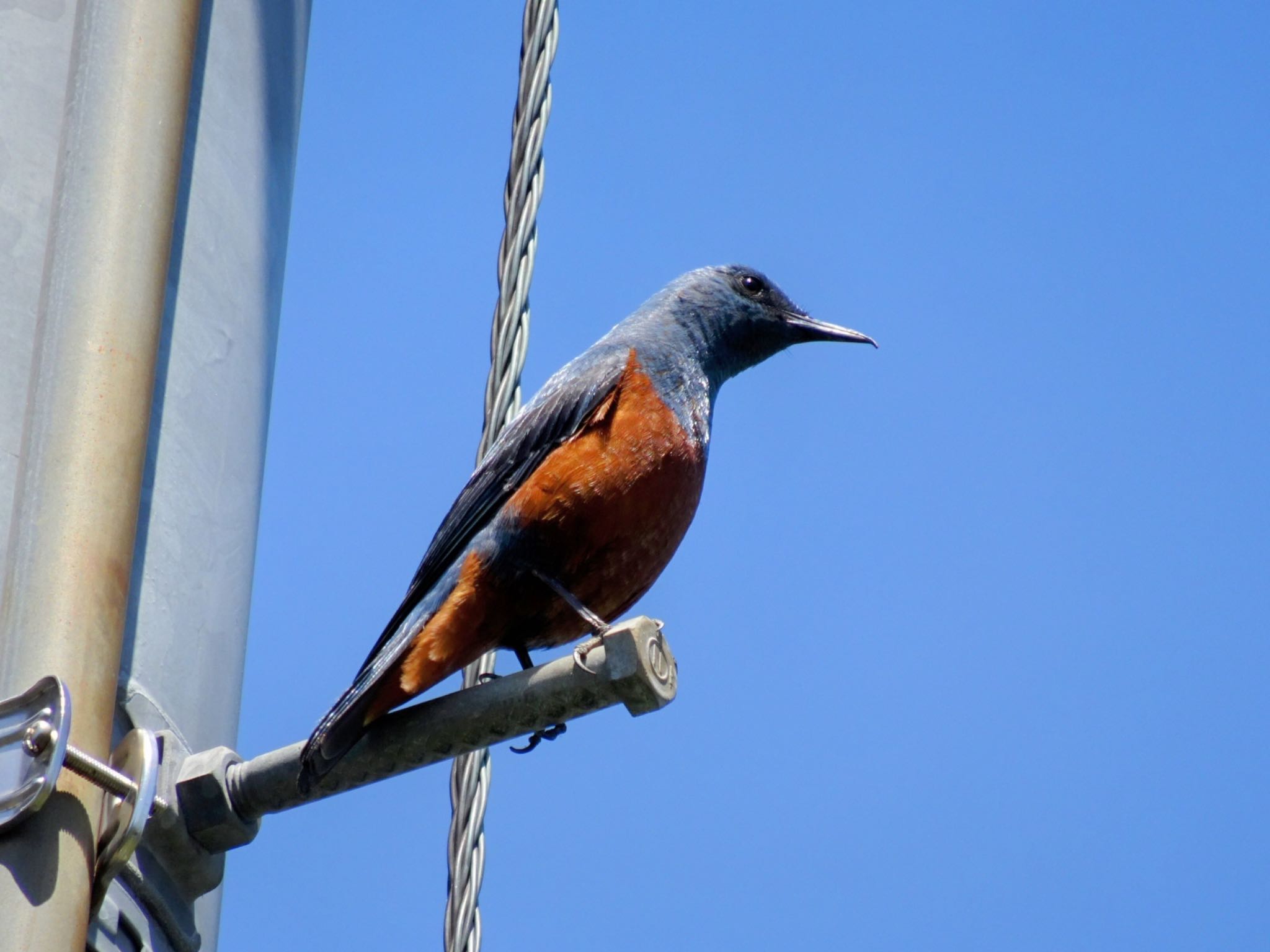 Photo of Blue Rock Thrush at 平塚田んぼ by ts04