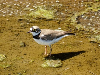 Little Ringed Plover 平塚田んぼ Fri, 5/3/2024