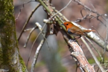 Japanese Robin 大蔵高丸 Mon, 4/29/2024