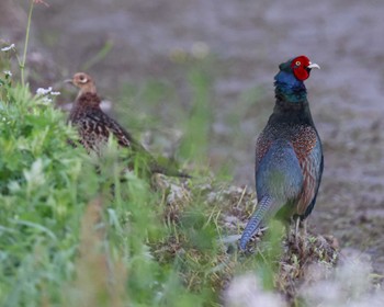 Green Pheasant 近所の里山 Fri, 5/3/2024