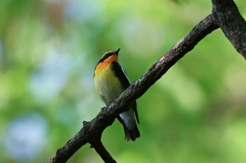 Narcissus Flycatcher Akigase Park Fri, 5/3/2024