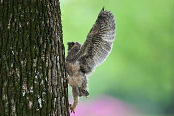 Long-eared Owl 関東地方 Tue, 4/30/2024