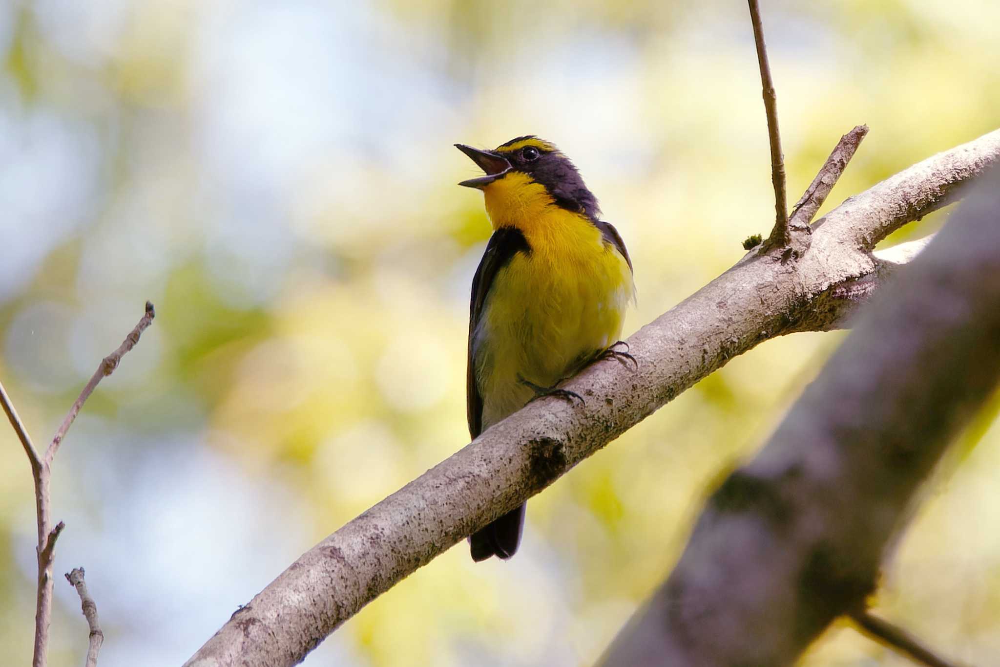 Photo of Narcissus Flycatcher at 八王子城跡 by ぴくるす